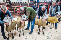 Longtown Ram Fair-26